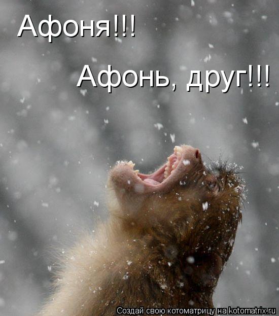 Котоматрица: Афоня!!! Афонь, друг!!!