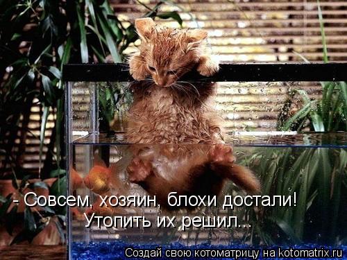 Котоматрица: - Совсем, хозяин, блохи достали! Утопить их решил...