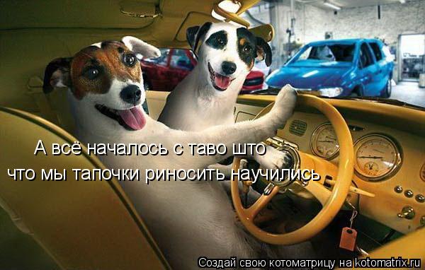 Котоматрица: А всё началось с таво што  что мы тапочки риносить научились