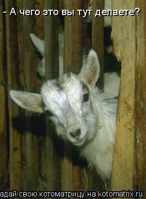 Котоматрица: - А чего это вы тут делаете?