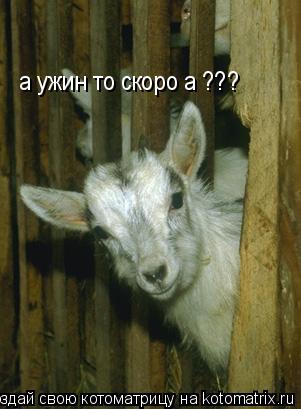 Котоматрица: а ужин то скоро а ???