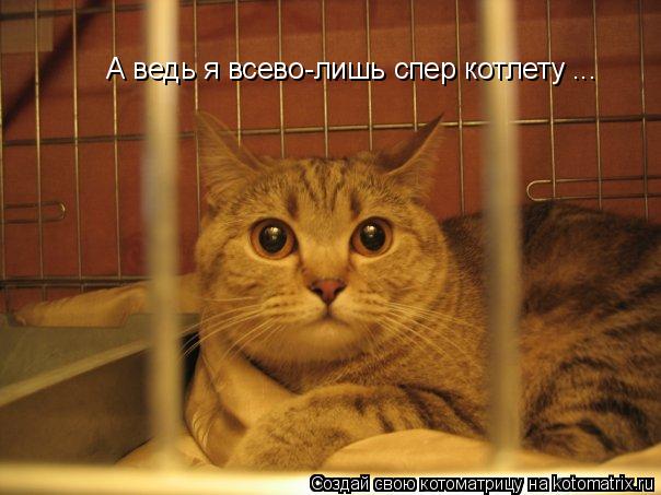 Котоматрица: А ведь я всево-лишь спер котлету ...