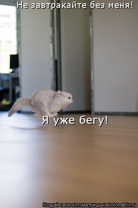 Не завтракайте без меня! Я уже бегу!... Котоматрица: Не завтракайте без меня! Я уже бегу!