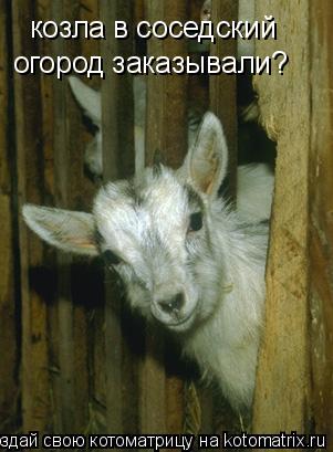 козла в соседский огород заказывали?... Котоматрица: козла в соседский огород заказывали?