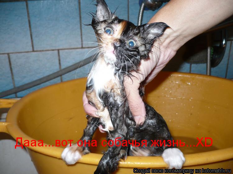 Дааа...вот она собачья жизнь...XD... Котоматрица: Дааа...вот она собачья жизнь...XD