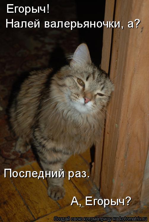Егорыч! Налей валерьяночки, а? Последний раз. А, Егорыч?... Котоматрица: Егорыч! Налей валерьяночки, а? Последний раз. А, Егорыч?