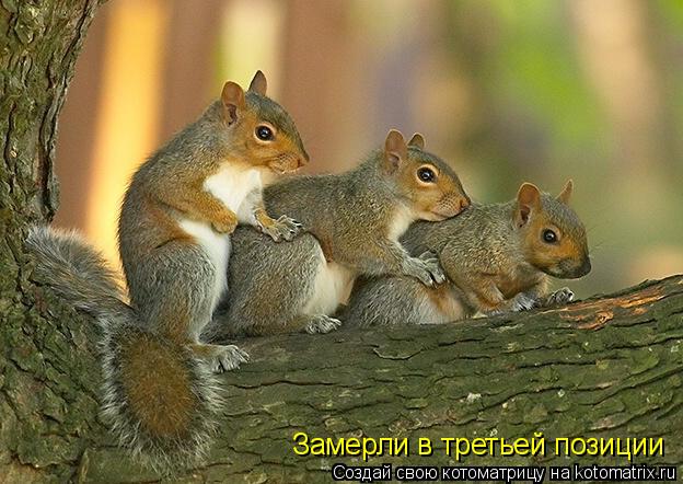Замерли в третьей позиции... Котоматрица: Замерли в третьей позиции