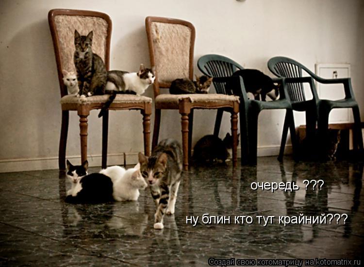 очередь ??? ну блин кто тут крайний???... Котоматрица: очередь ??? ну блин кто тут крайний???