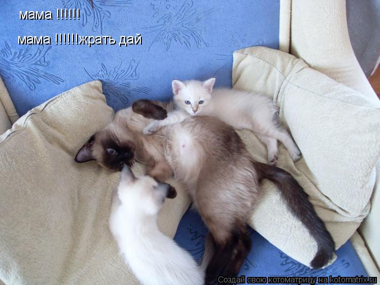 мама !!!!!! мама !!!!!!жрать дай... Котоматрица: мама !!!!!! мама !!!!!!жрать дай