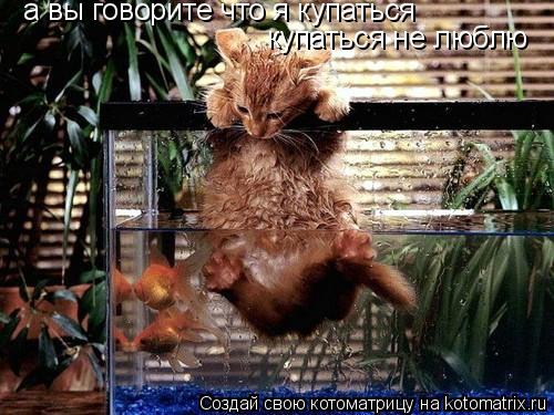а вы говорите что я купаться купаться не люблю... Котоматрица: а вы говорите что я купаться купаться не люблю