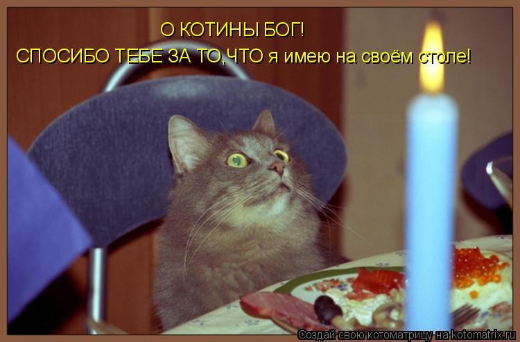 О КОТИНЫ БОГ! СПОСИБО ТЕБЕ ЗА ТО,ЧТО я имею на своём столе!... Котоматрица: О КОТИНЫ БОГ! СПОСИБО ТЕБЕ ЗА ТО,ЧТО я имею на своём столе!