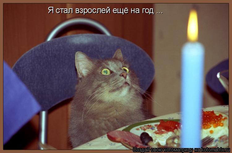 Я стал взрослей ещё на год ...... Котоматрица: Я стал взрослей ещё на год ...