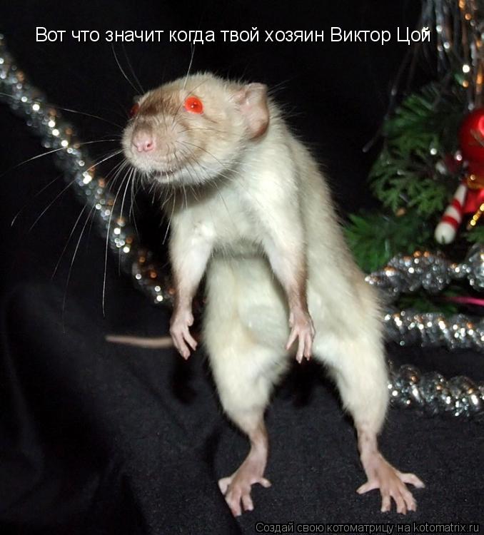 Вот что значит когда твой хозяин Виктор Цой... Котоматрица: Вот что значит когда твой хозяин Виктор Цой