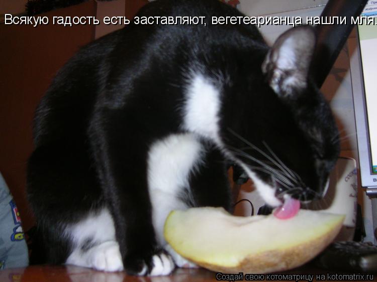 Всякую гадость есть заставляют, вегетеарианца нашли мля... Всякую гадость есть заставляют, вегетеариа... Котоматрица: Всякую гадость есть заставляют, вегетеарианца нашли мля... Всякую гадость есть заставляют, вегетеарианца нашли мля... Всякую гадость есть за