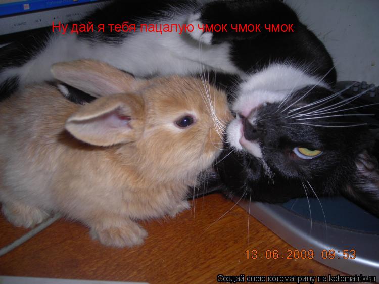Ну дай я тебя пацалую чмок чмок чмок... Котоматрица: Ну дай я тебя пацалую чмок чмок чмок