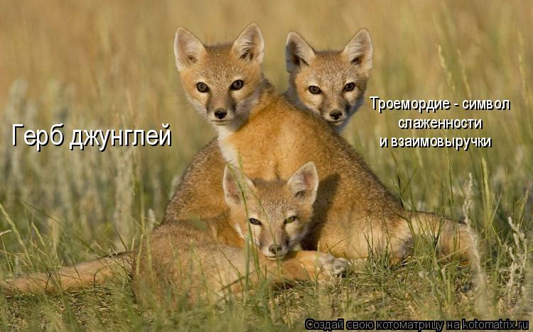 Герб джунглей Троемордие - символ слаженности и взаимовыручки... Котоматрица: Герб джунглей Троемордие - символ слаженности и взаимовыручки