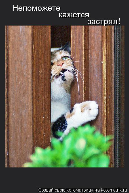 Непоможете кажется застрял!... Котоматрица: Непоможете кажется застрял!