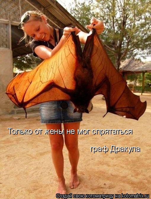 Только от жены не мог спрятаться граф Дракула... Котоматрица: Только от жены не мог спрятаться граф Дракула