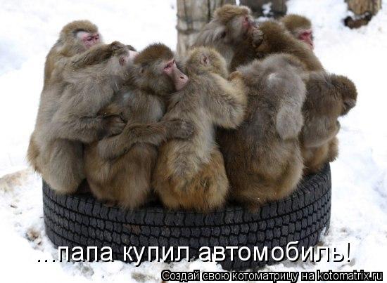 ...папа купил автомобиль!... Котоматрица: ...папа купил автомобиль!
