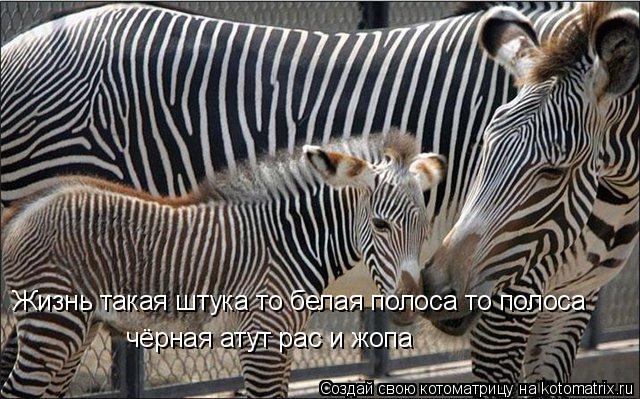 Жизнь такая штука то белая полоса то полоса чёрная атут рас и жопа... Котоматрица: Жизнь такая штука то белая полоса то полоса чёрная атут рас и жопа