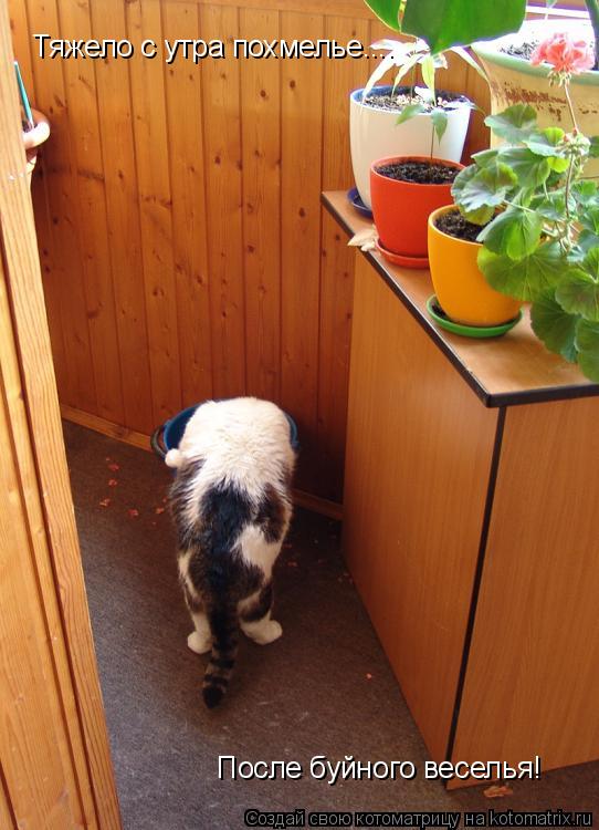 Тяжело с утра похмелье.... После буйного веселья!... Котоматрица: Тяжело с утра похмелье.... После буйного веселья!