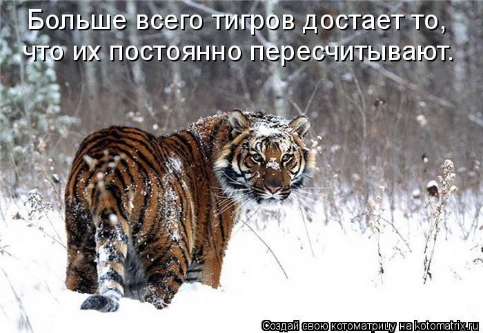 Больше всего тигров достает то, что их постоянно пересчитывают.... Котоматрица: Больше всего тигров достает то, что их постоянно пересчитывают.