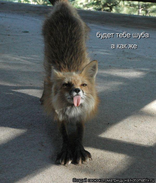 будет тебе шуба а как же... Котоматрица: будет тебе шуба а как же