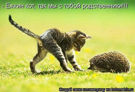 - Ежкин кот, так мы с тобой родственники!!!... Котоматрица: - Ежкин кот, так мы с тобой родственники!!!