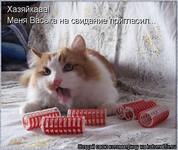 Хазяйкааа! Меня Васька на свидание пригласил...... Котоматрица: Хазяйкааа! Меня Васька на свидание пригласил...