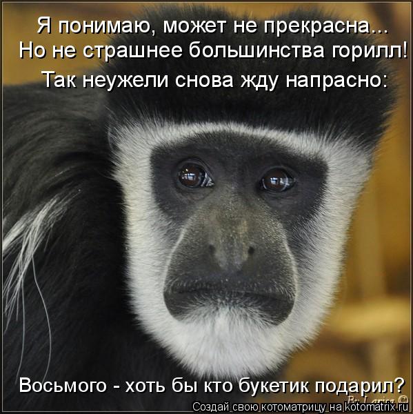 Котоматрица: Я понимаю, может не прекрасна... Но не страшнее большинства горилл! Так неужели снова жду напрасно: Восьмого - хоть бы кто букетик подарил?