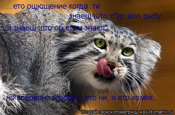 ...ето ощющение когда ти знаеш што с*ел всю рыбу и знаеш што об етом знают... но всёровно говориш:ет... Котоматрица: ...ето ощющение когда ти знаеш што с*ел всю рыбу и знаеш што об етом знают... но всёровно говориш:ето ни, я ето хомяк...