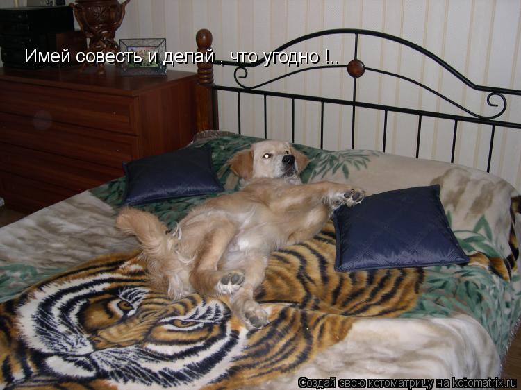 Имей совесть и делай , что угодно !..... Котоматрица: Имей совесть и делай , что угодно !..