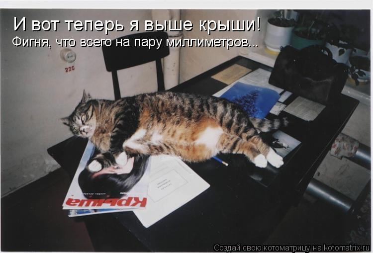 И вот теперь я выше крыши! Фигня, что всего на пару миллиметров...... Котоматрица: И вот теперь я выше крыши! Фигня, что всего на пару миллиметров...
