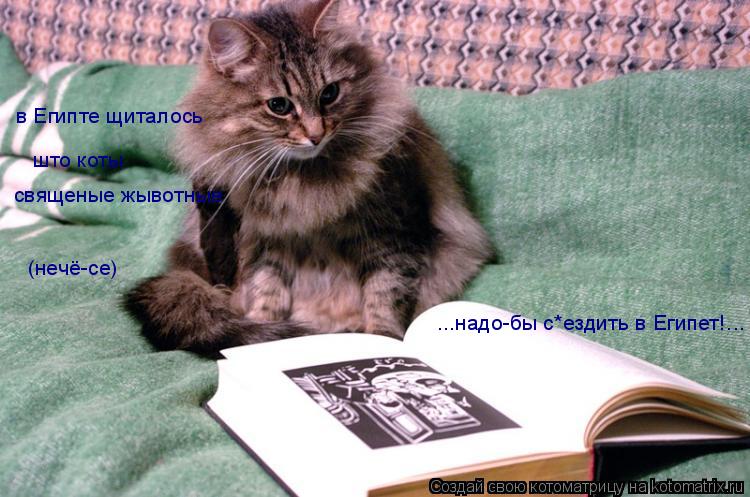 Котоматрица: в Египте щиталось  што коты священые жывотные ...надо-бы с*ездить в Египет!... (нечё-се)