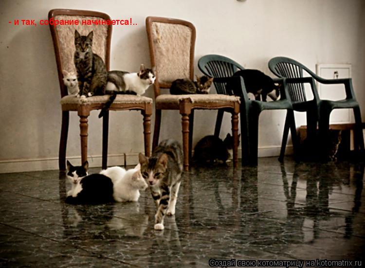 Котоматрица: - и так, собрание начинаетса!..