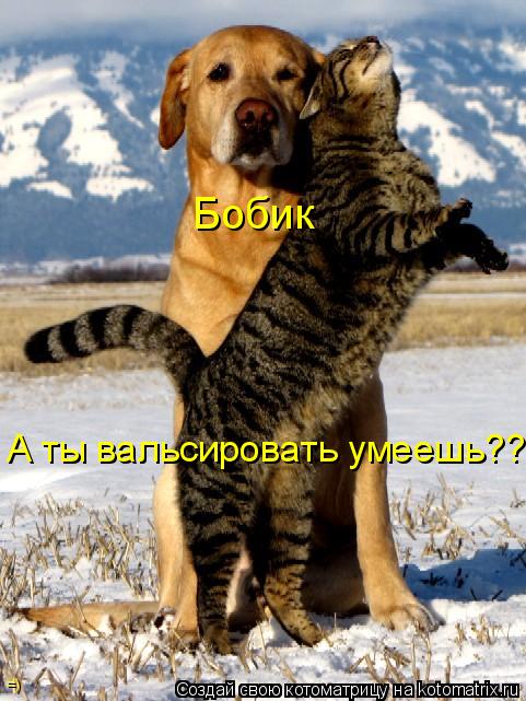 Котоматрица: Бобик А ты вальсировать умеешь?? =)