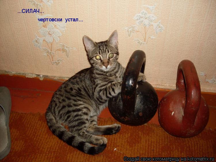 Котоматрица: ...СИЛАЧ... чертовски  устал...