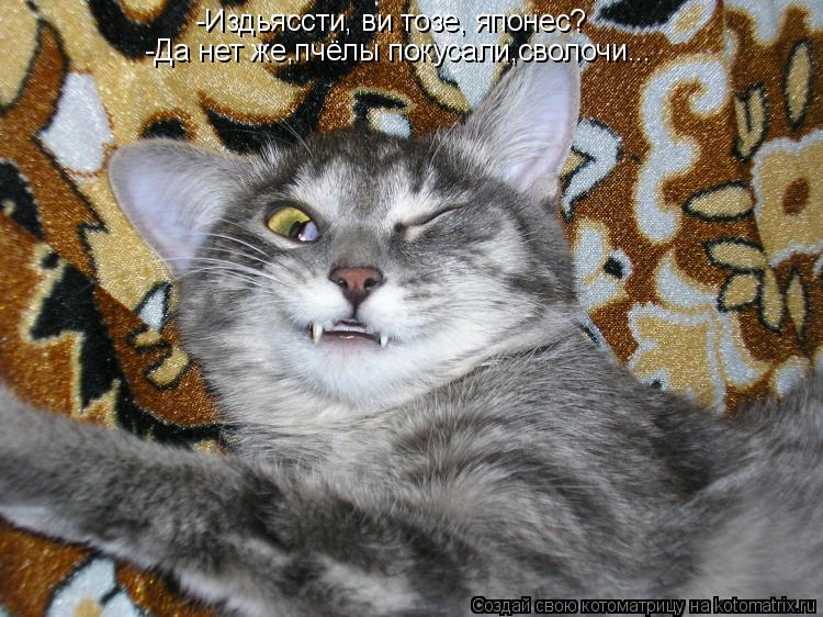 Котоматрица: -Издьяссти, ви тозе, японес? -Да нет же,пчёлы покусали,сволочи...