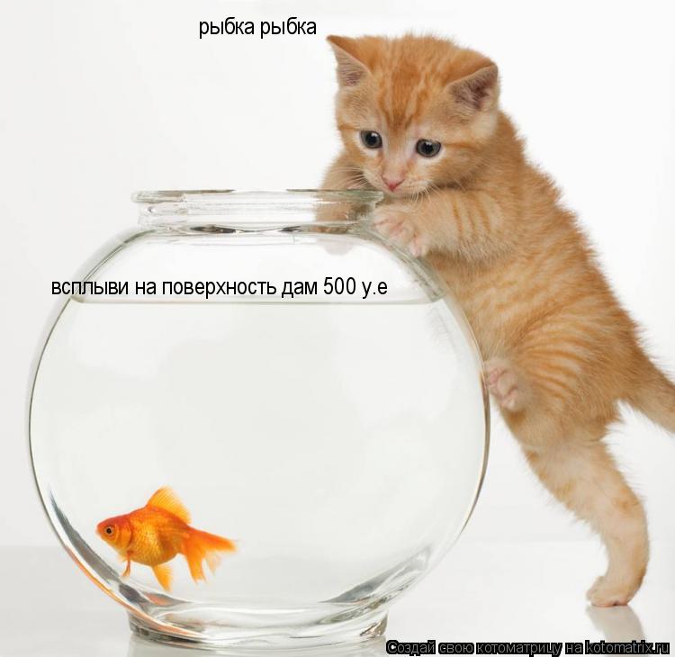 Котоматрица: рыбка рыбка всплыви на поверхность дам 500 у.е