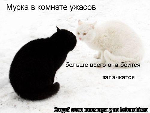 Котоматрица: Мурка в комнате ужасов больше всего она боится запачкатся