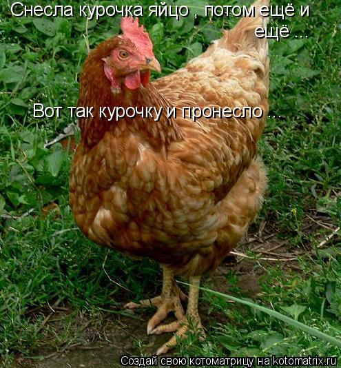 Котоматрица: Снесла курочка яйцо , потом ещё и ещё ... Вот так курочку и пронесло ...