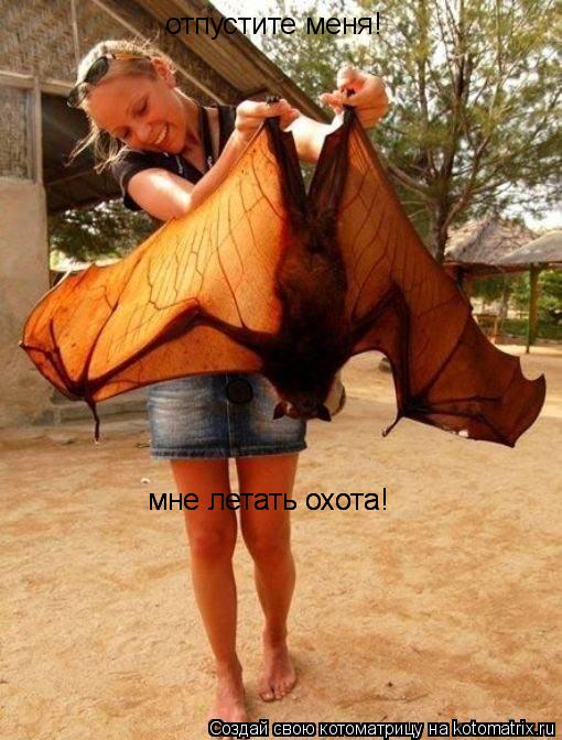 Котоматрица: отпустите меня! отпустите меня! мне летать охота! мне летать охота!