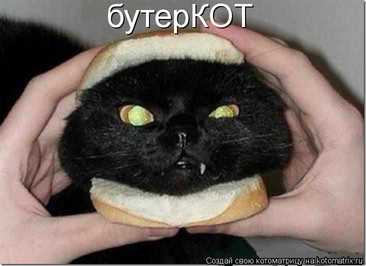 Котоматрица: бутерКОТ