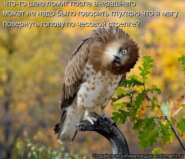 Котоматрица: что-то шею ломит после вчерашнего  может не надо было говорить глухарю что я магу  повернуть голову по чесовой стрелке?