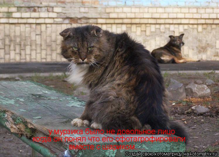 Котоматрица: у мурзика было не довольное лицо когда он понял что его сфотагрофировали  вместе с шариком.....