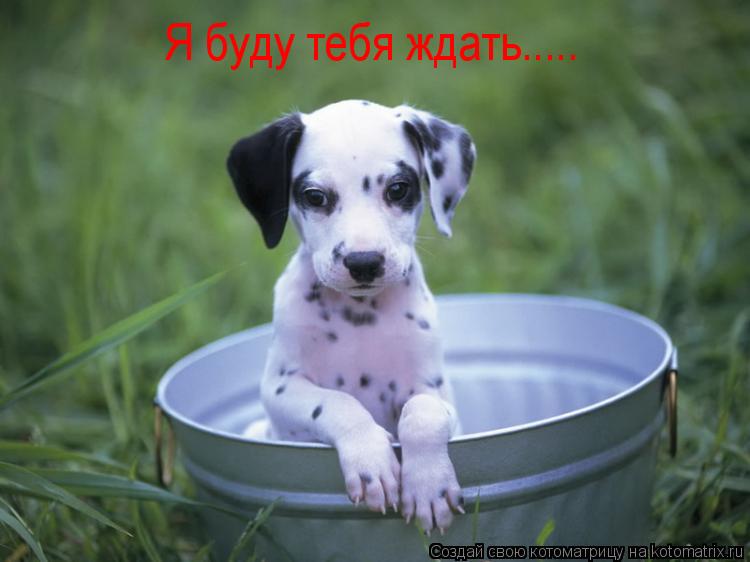 Котоматрица: Я буду тебя ждать.....
