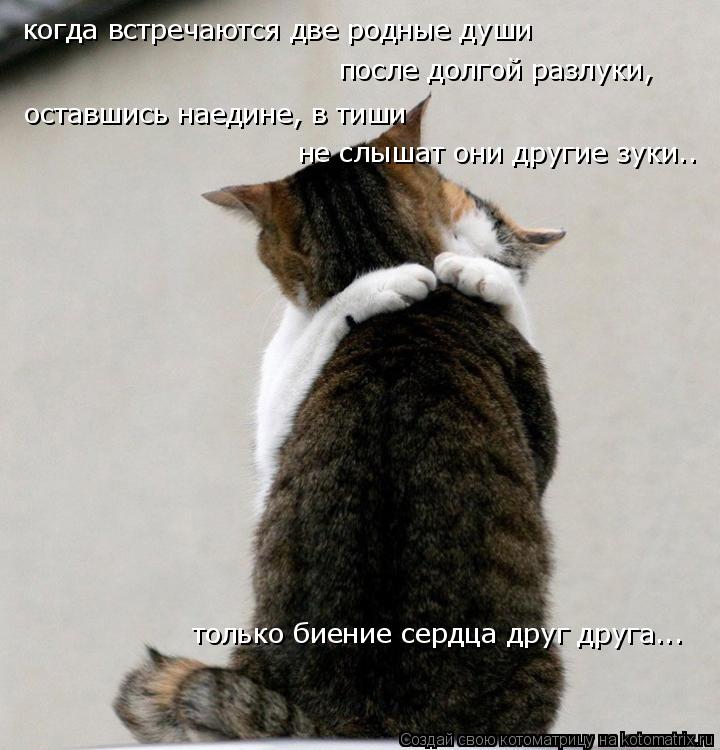 Котоматрица: когда встречаются две родные души после долгой разлуки, не слышат они другие зуки.. оставшись наедине, в тиши только биение сердца друг друг