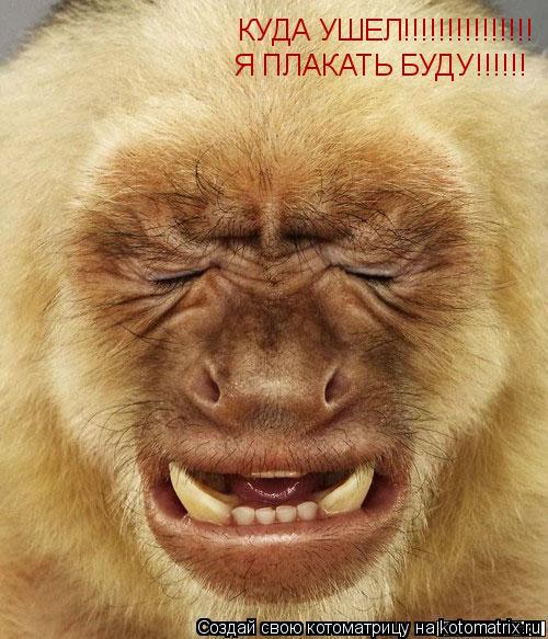 Котоматрица: КУДА УШЕЛ!!!!!!!!!!!!!!! Я ПЛАКАТЬ БУДУ!!!!!!