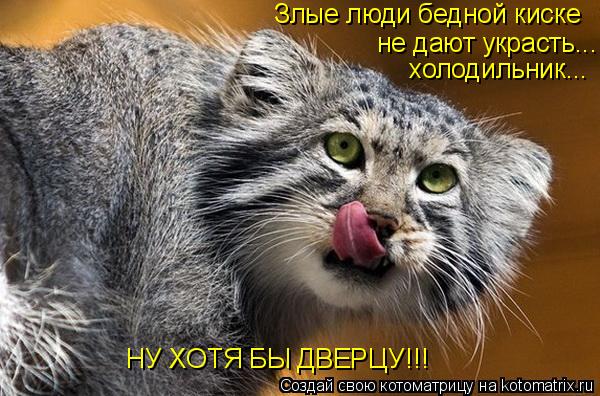 Злые люди бедной киске не дают украсть... холодильник... НУ ХОТЯ БЫ ДВЕРЦУ!!!... Котоматрица: Злые люди бедной киске не дают украсть... холодильник... НУ ХОТЯ БЫ ДВЕРЦУ!!!