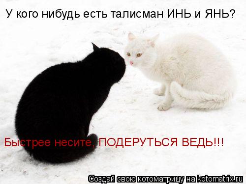 Котоматрица: У кого нибудь есть талисман ИНЬ и ЯНЬ? Быстрее несите, ПОДЕРУТЬСЯ ВЕДЬ!!!